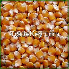 Yellow corn animal feed