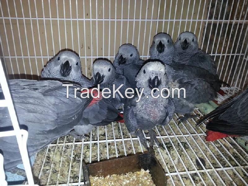 Baby African grey parrots in supply. 
