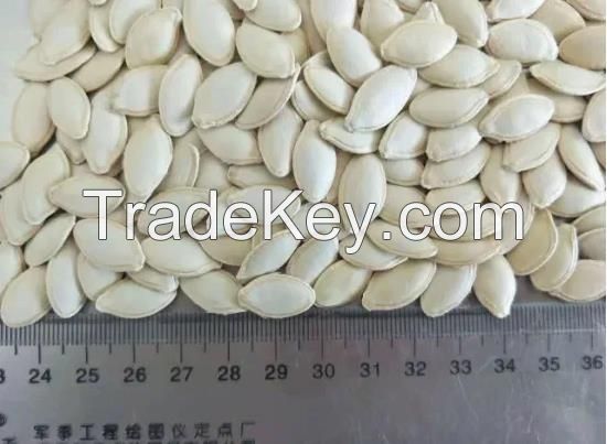 Best Quaility Shine Skin Pumpkin Seed 6.3-8mm, 8-10mm, 10mm+