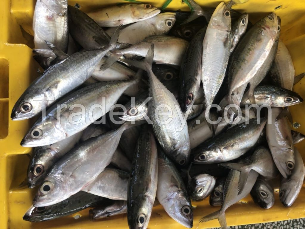 Frozen Indian Mackerel Fish