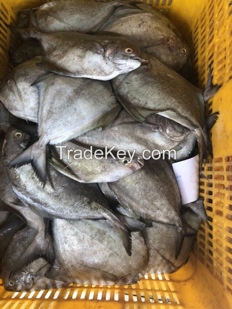 High Quality Frozen Black Pomfret Best Price From Vietnam