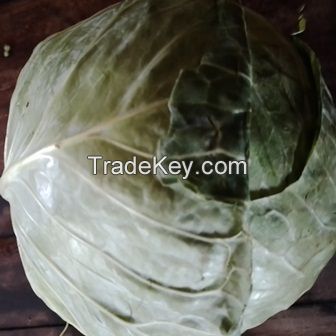 Kenyan Green Cabbages