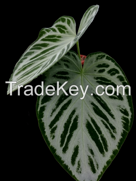 anthurium