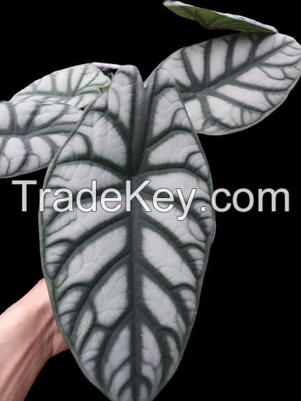 alocasia silver dragon