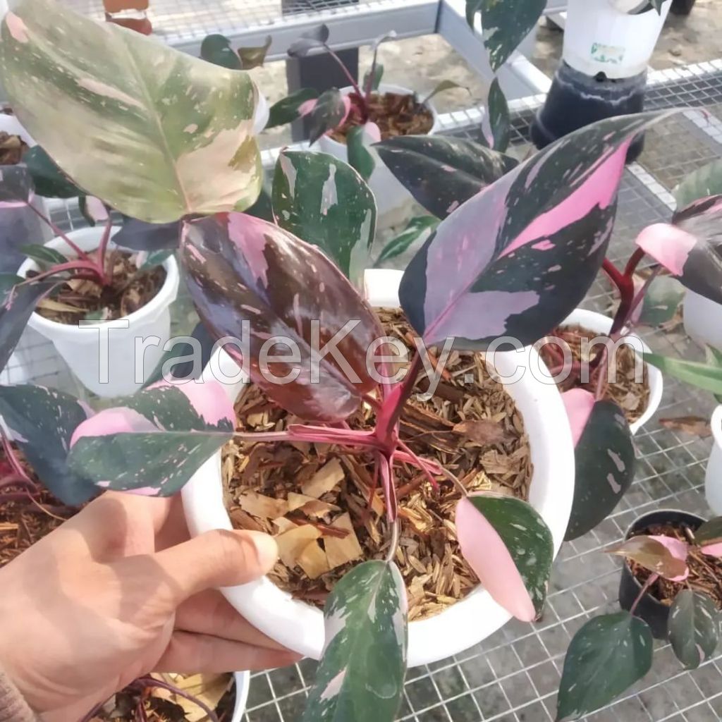 philodendron pink princes 'cherry'