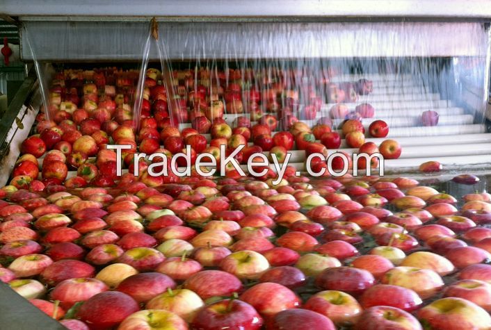 Fruit processing line