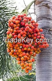 Palm kernels