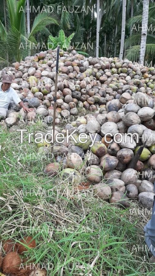 Copra, Dried Coconut