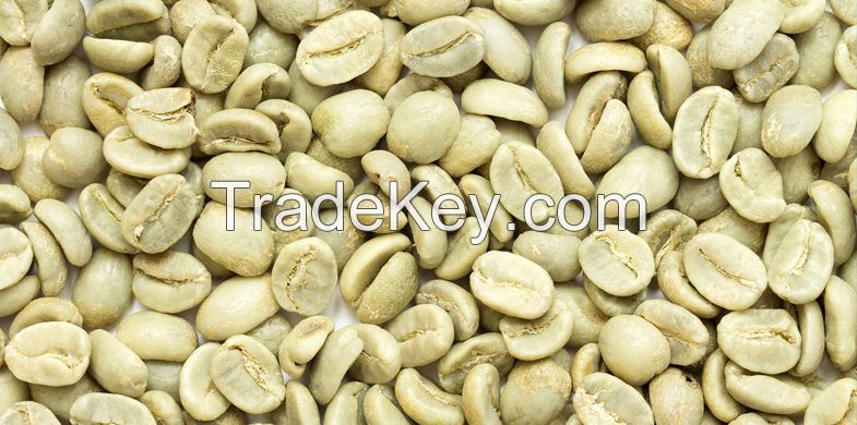Robusta coffee beans screen 16 standard