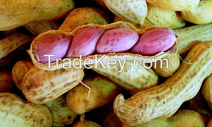 GROUNDNUT