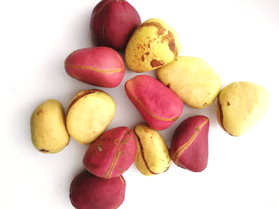 Kola Nuts