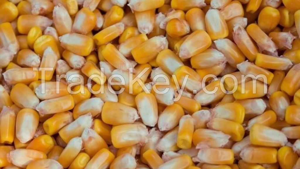 Corn 2021