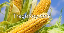 Corn 2021