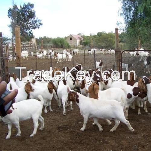 Quality Boer Goats Does/Bucks