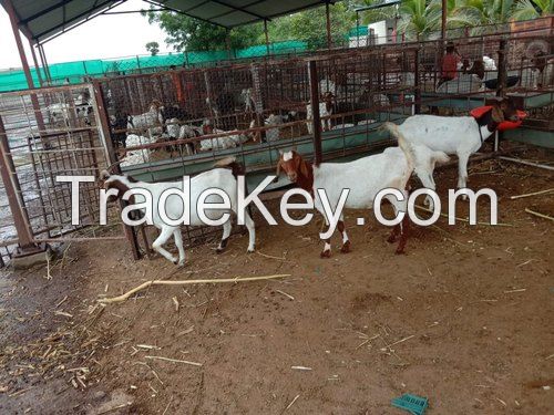 Quality Boer Goats Does/Bucks