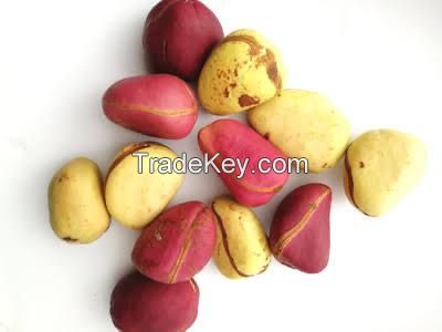 KOLA NUTS