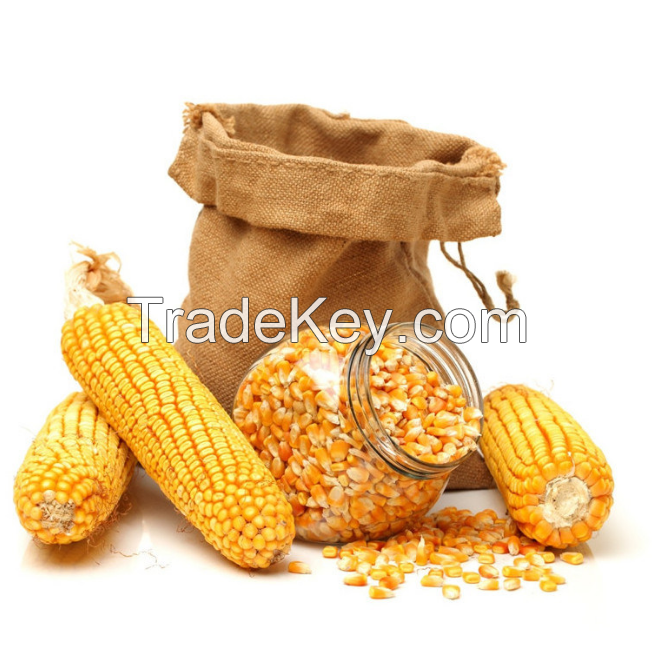 Cheap NON GMO Yellow corn for Export Bulk supply dried Yellow Maize Farm Price