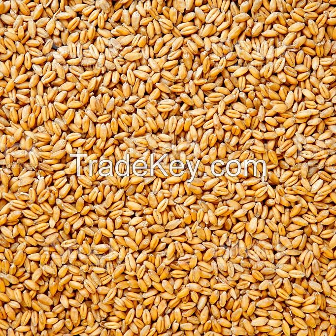 High Quality 100% Organic Wheat