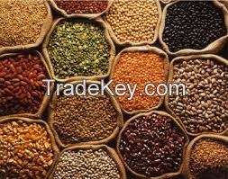 Great quality millet for feeding animals PE/PP/Simple bag packaging non-GMO product bulk sale millet rice