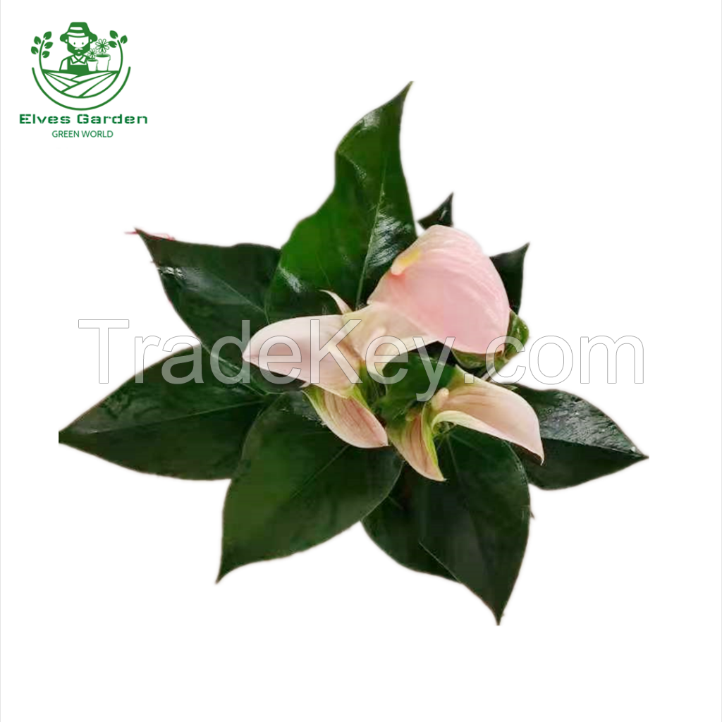 Anthurium Peach Julie