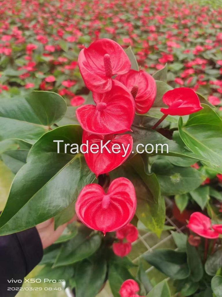 Anthurium Xiaojiao New Style