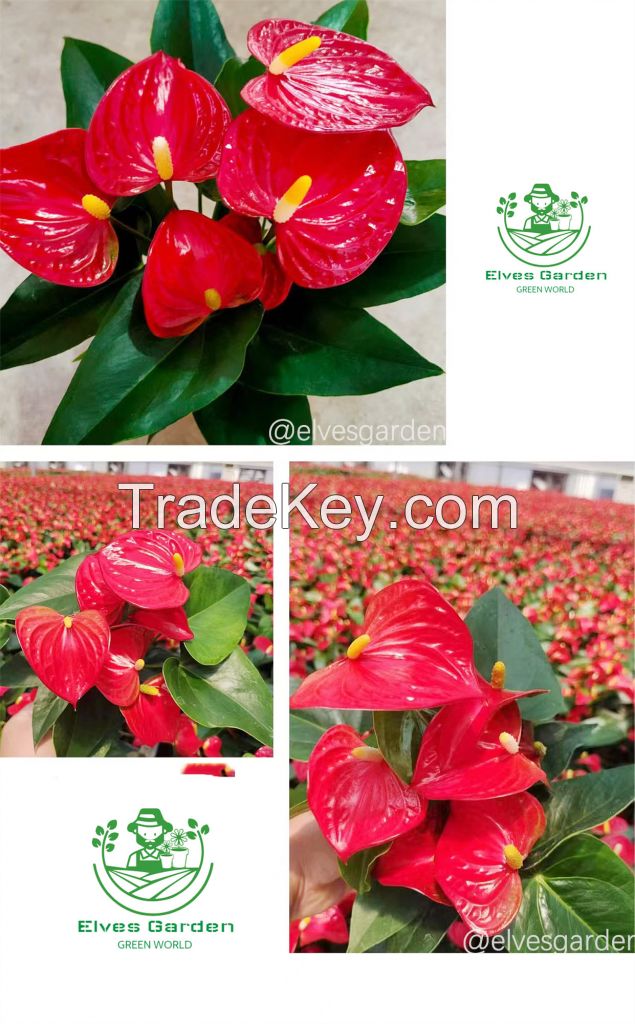 Anthurium Red