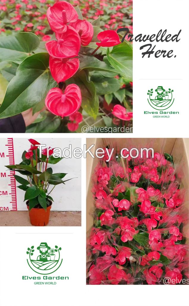 Anthurium Xiaojiao New Style