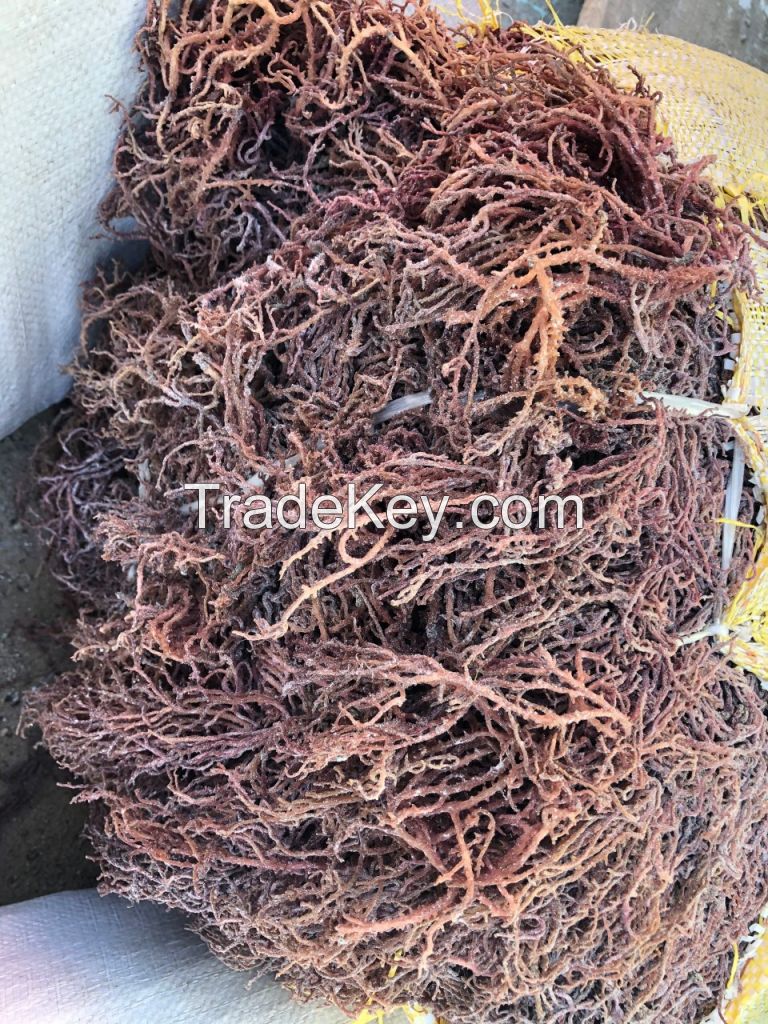 The Best Price and High Quality Sea Moss