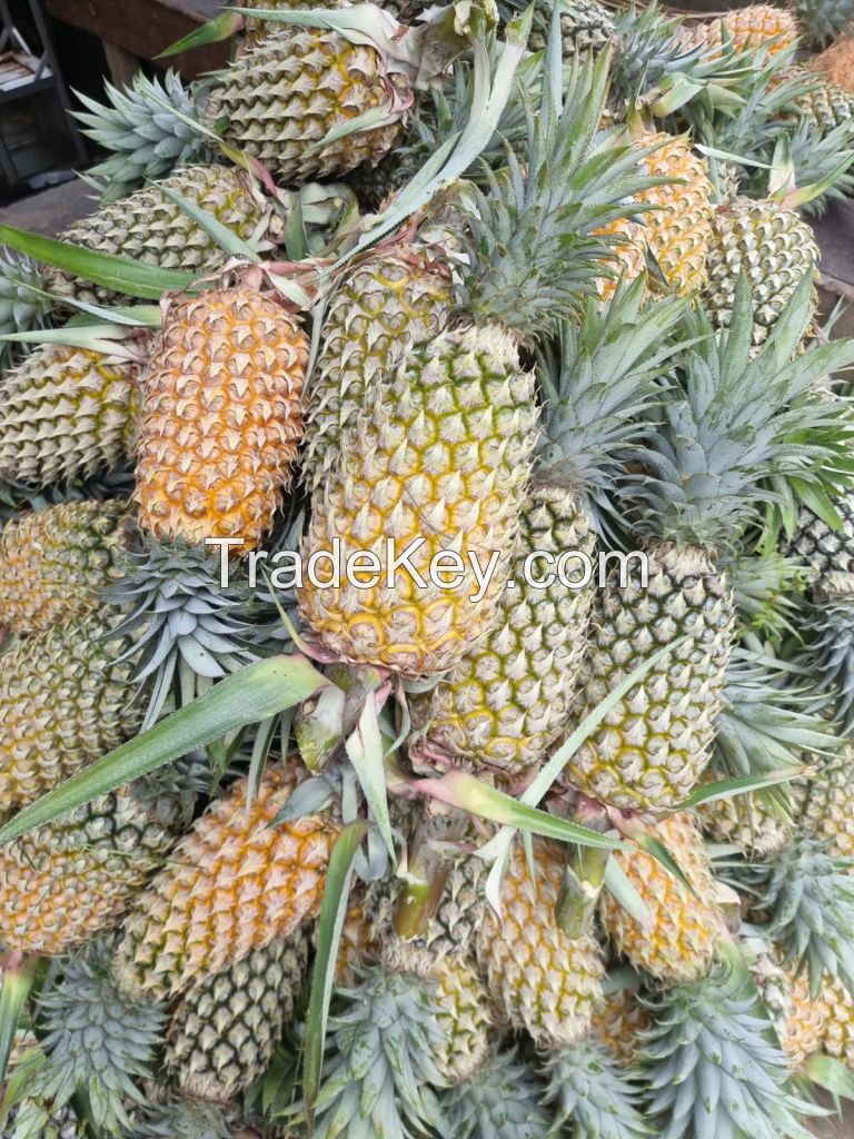 Queen Fresh Pineapple