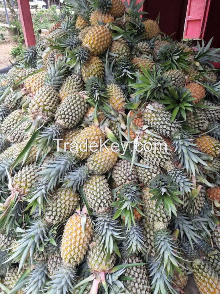 Kalimantan Fresh Pineapple