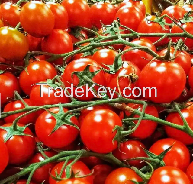 Fresh Tomatos Wholesale