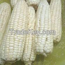 White Corn For sale