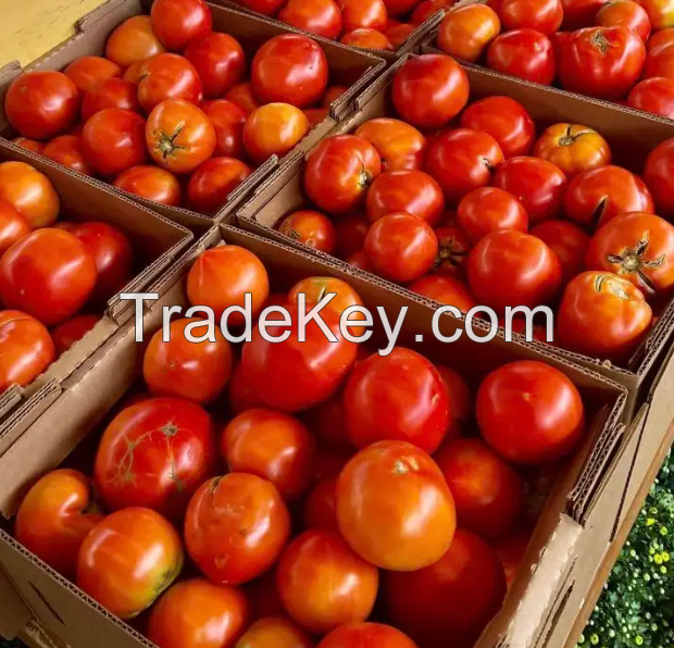 Fresh Tomatos Wholesale