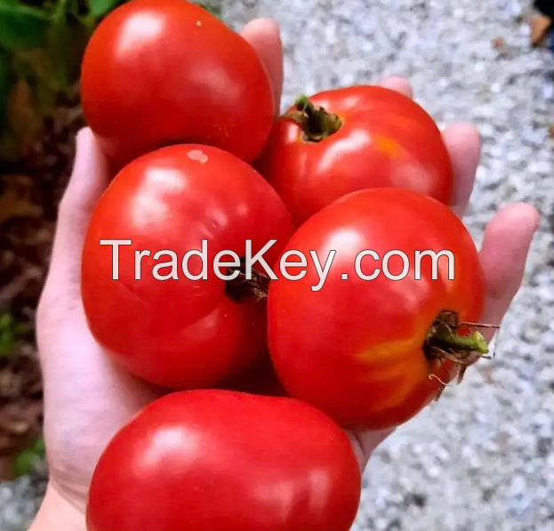 Fresh Tomatos Wholesale