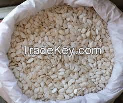 sale Pumpkin Seeds Best Price / 8-10mm pumpkin seeds chinese pumpkin seeds inshell on going discount