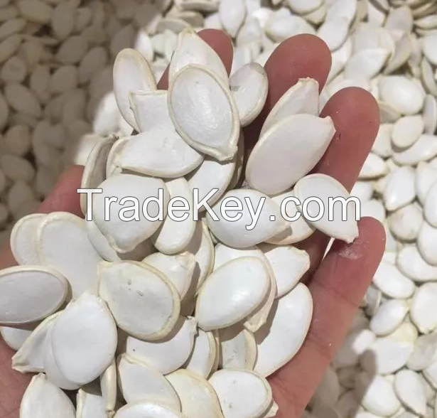 sale Pumpkin Seeds Best Price / 8-10mm pumpkin seeds chinese pumpkin seeds inshell on going discount