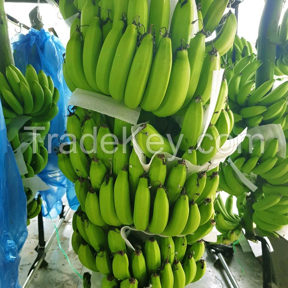 First Grade fresh Cavendish Banana