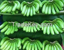 First Grade fresh Cavendish Banana