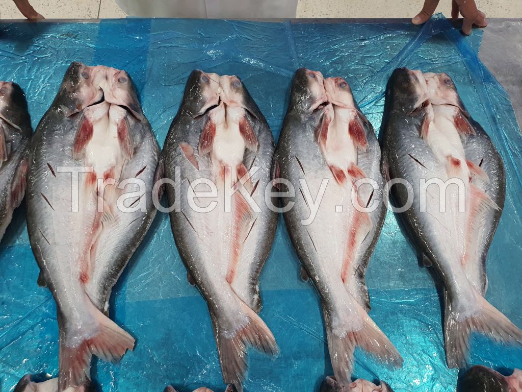 Pangasius Whole round Butterfly Cut