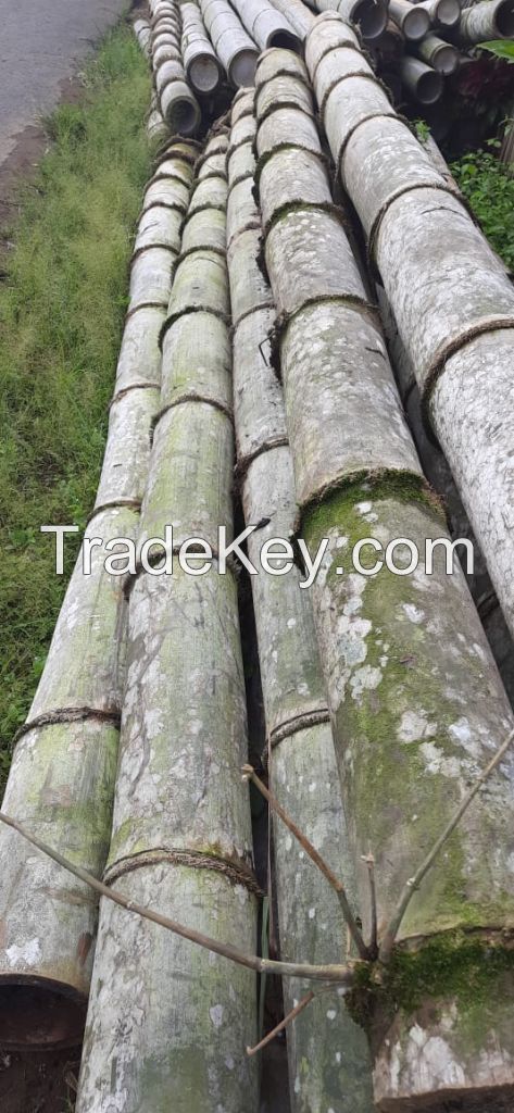Giant Bamboo and Black Bamboo