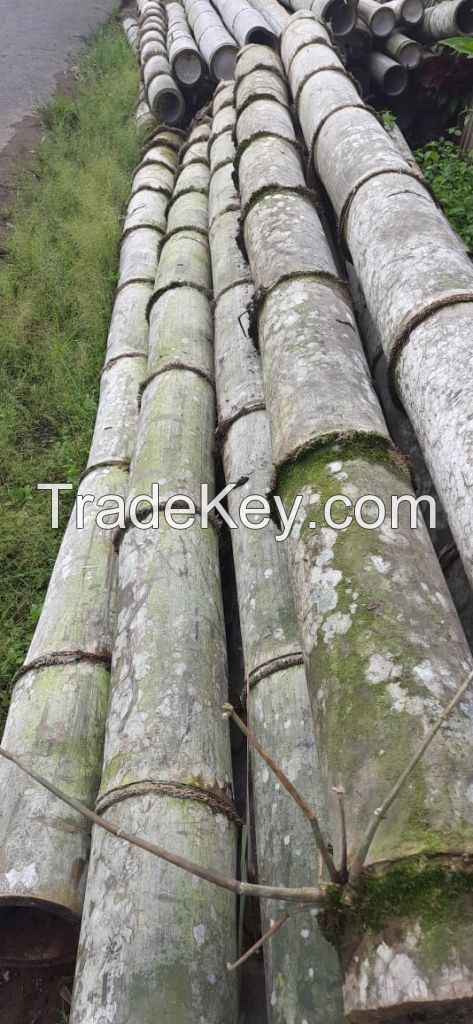 Giant Bamboo And Black Bamboo