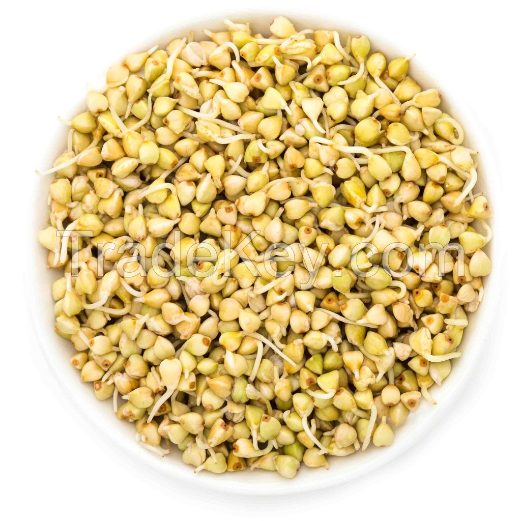 Green buckwheat grain