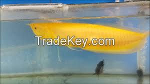 Selling fish  for  sale