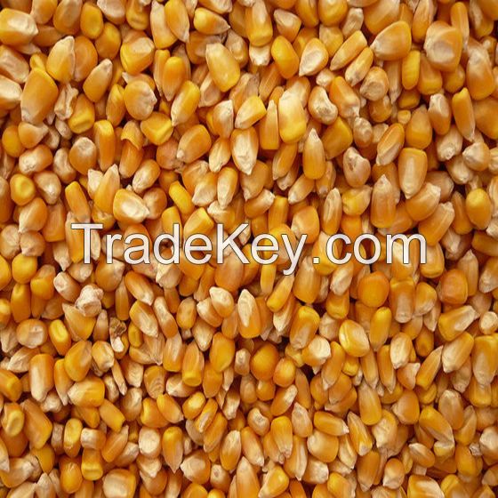 Selling High-Quality Hot Sale Non-Gmo Feed Grade Corn Protein Meal / Zein / Corn Gluten