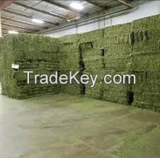 Selling High Quality Alfalfa Hay for Animal Feeding