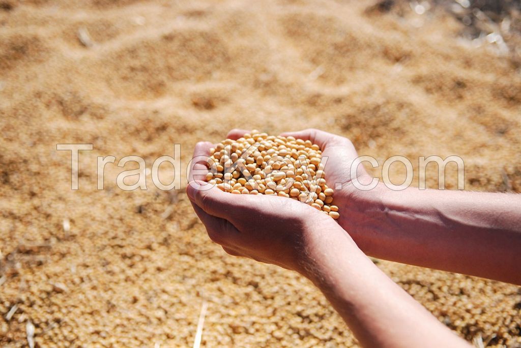 Selling PURE QUALITY HIGH PROTEIN SOYBEAN MEAL FOR ANIMAL FEEDING