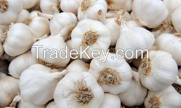 Garlic