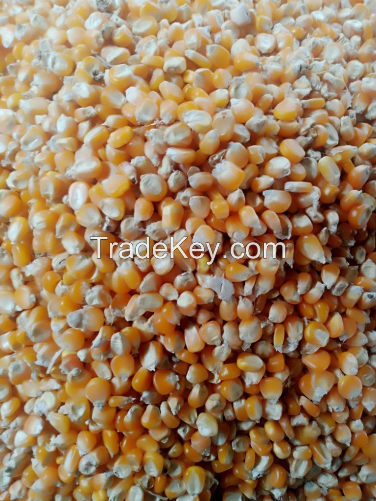 Yellow corn