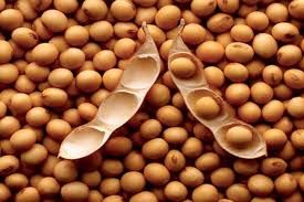 Soybeans 