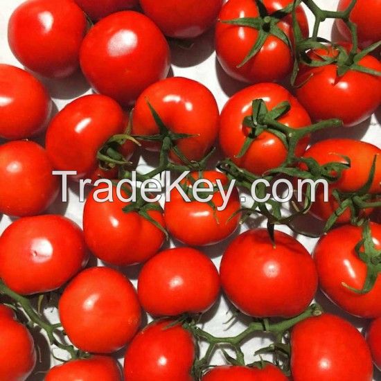 High Quality Fresh Tomatoes from Turkey